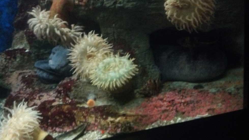 eel.jpg